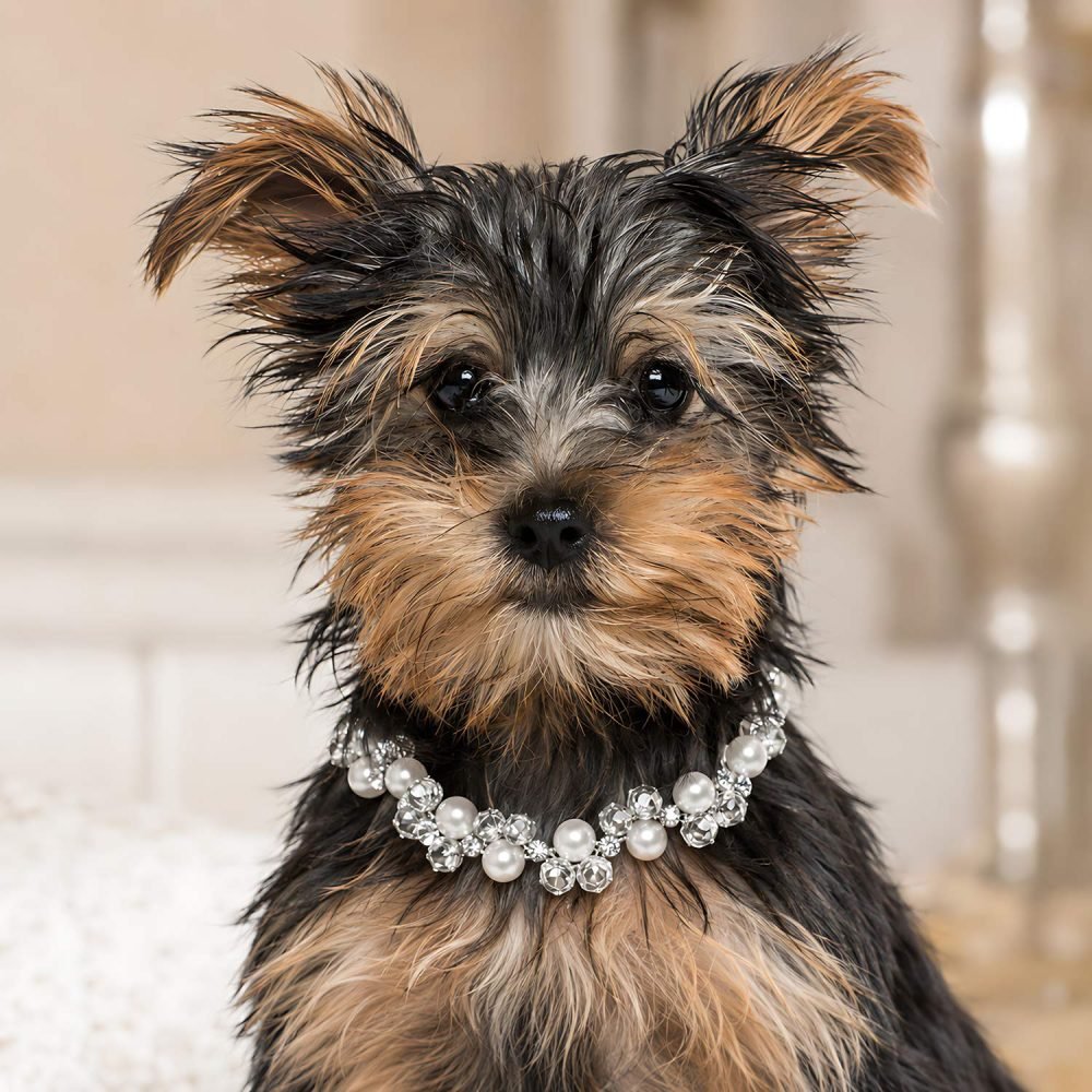 Pearl Crystal Pet Necklace, White Beaded Dog Cat Jewelry, Rhinestone Style Accents, Silver Tone Clasp, Bridal Pet Accessory