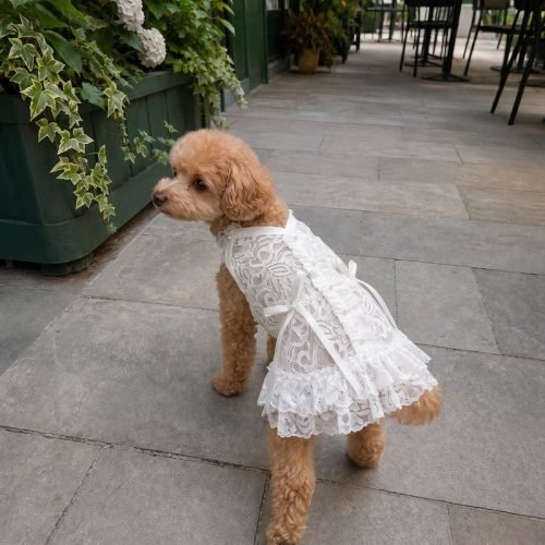 White Lace Dog Dress with Pearl Buttons, Floral Lace Pet Dress, Satin Bow Wedding Dog Outfit, Special Occasion Puppy Dress Gift